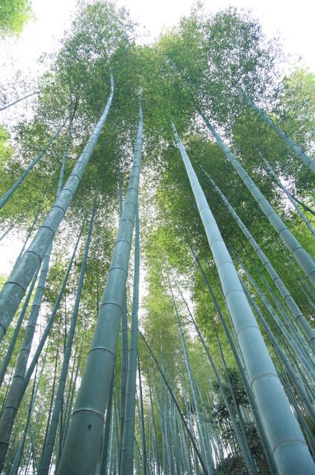 新八村竹林