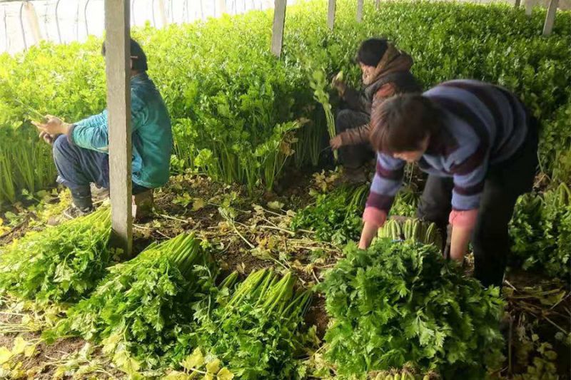 1581408233124095.jpg 4.jpg